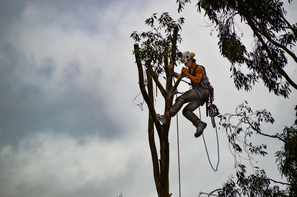 What Is an Arborist? Understanding the Role and Importance of Tree